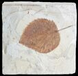 Paleocene Fossil Leaf (Davidia) - Montana #71501-1